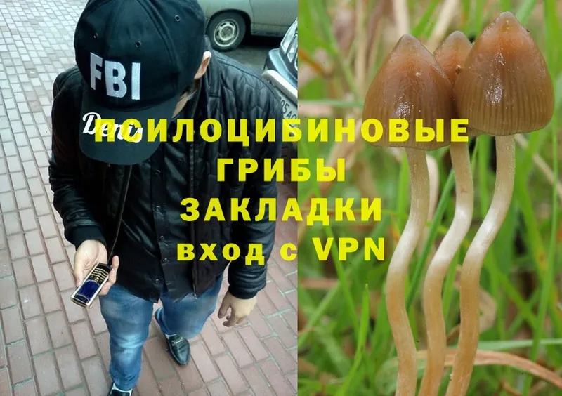 Псилоцибиновые грибы Psilocybe  Бокситогорск 